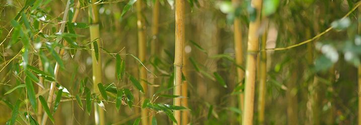 Bambus kaufen